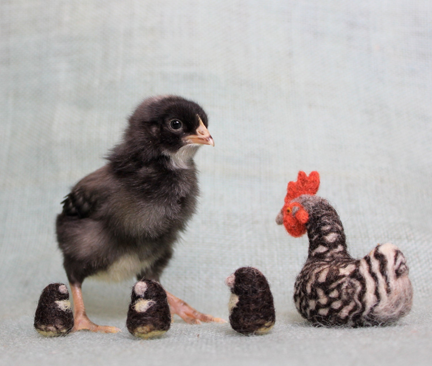 Family of Felted Chickens - Felt Hen and Chicks - BARRED ROCK