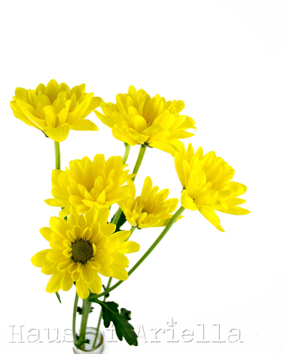 Yellow Flower Print, Daisy Mum Photo, Bright Home Decor, Nature Art Photography