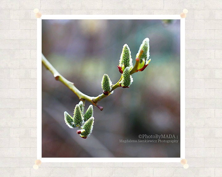 Catkins Spring Nature Photography 8x8 inch (20x20 cm)  Fine Art Print - Home decor - Gift Idea - PhotoByMADA