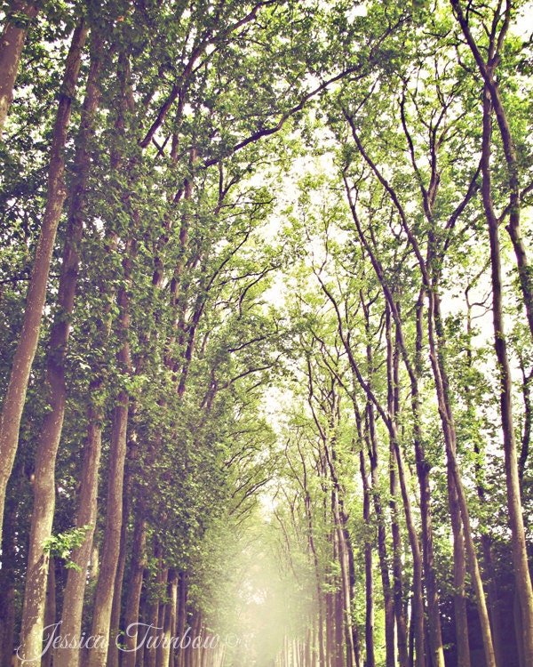 Dreamy Forest Landscape - 8x10 Photo Print of Versailles, France - Trees, Light, Sunshine, Green and Yellow, Brown - Path, Fairytale, Tall - gypsyfables