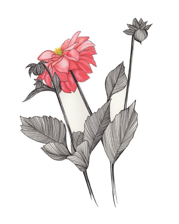 Dahlia Art Drawing 8x10" Print Unframed