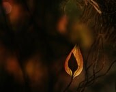 11x14"..In The Darkness, There Is Light..inspirational..fine art photography, home decor..nature inspired..get well..leaf print