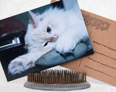 Flame Point Ragdoll White Kitty Kitten My Rock Pet Birthday Love Family Friends Handcrafted Photo Art Photography Postcard Post Card