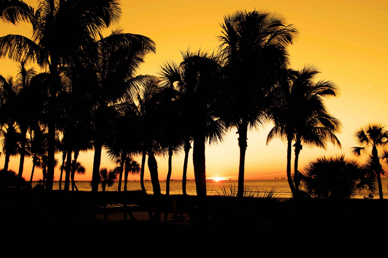 Sanibel Island Sunrise, Florida, Vintage Beach Photography, Palm Trees, 8 x 12"