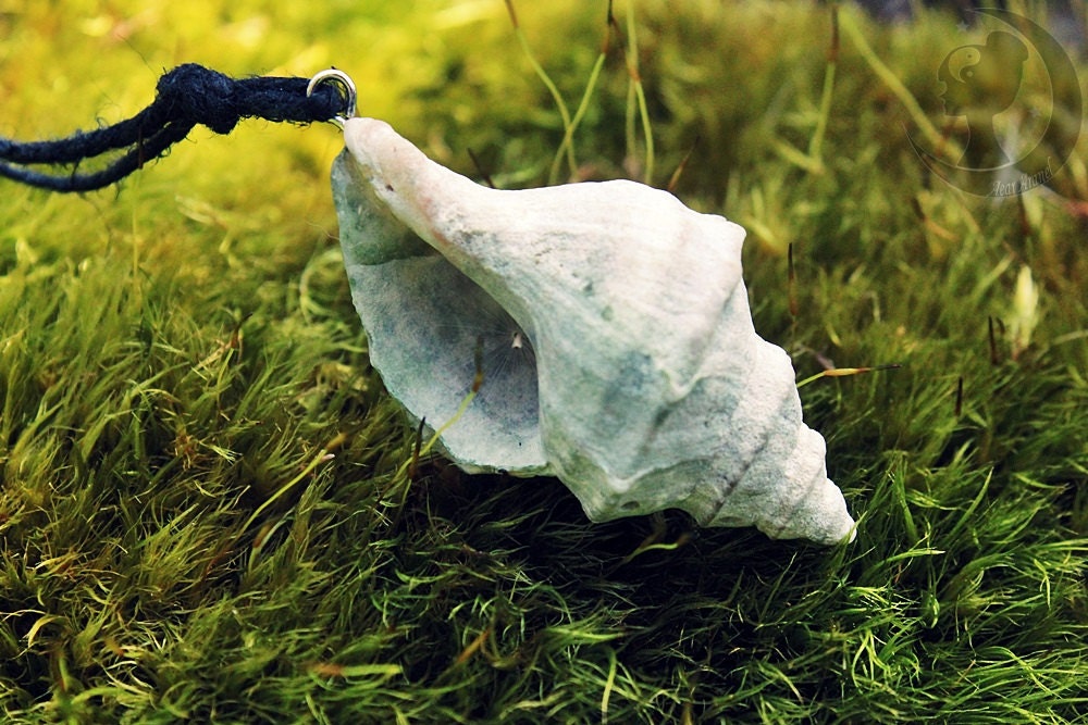 sea snail shell necklace