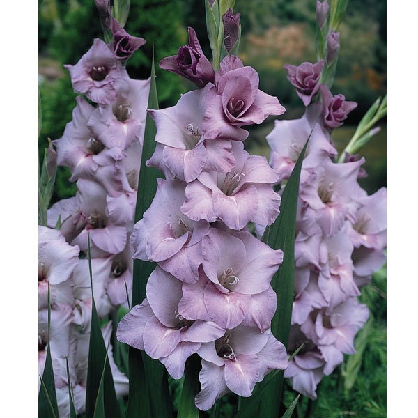 Buy best plants for cut flowers - Gladiolus Bulbs Blue Tropic 10 Gladioli Corms Beautiful Cut Flower