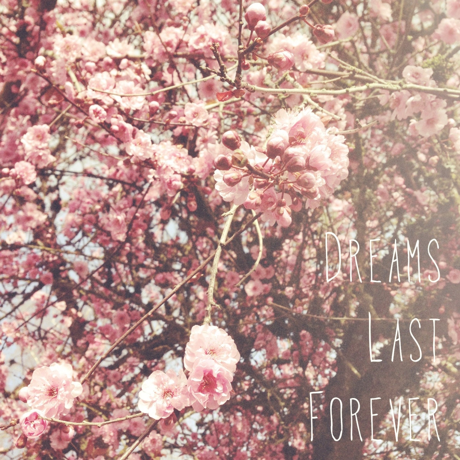 Spring Photography: Flowers, Pink, Dreams, Soft Tones, Happy, Inspirational Art, Quote, Typography, Motivational, Wall Art, Square, 8x8
