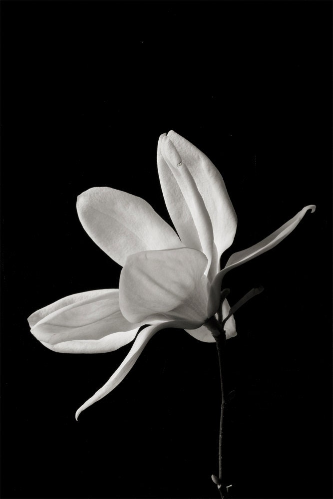 Botanical Black and White No. 88247