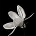 Botanical Black and White No. 88247