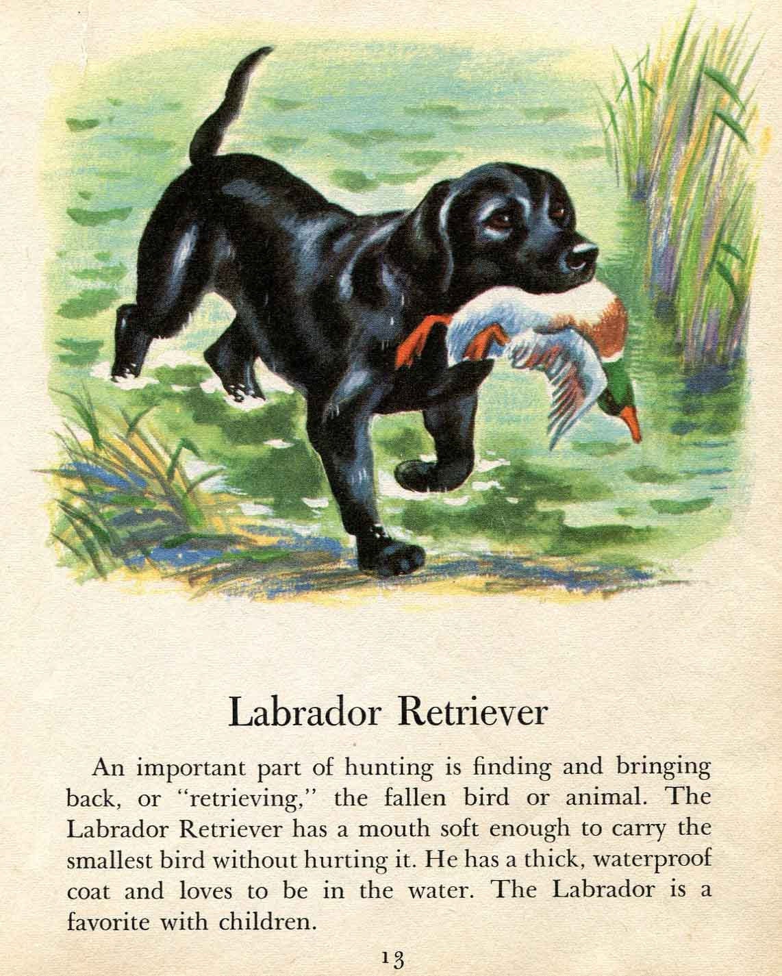 Labrador Retriever Hunting Dog Illustration by Tibor Gergely  from a Vintage Childrens Book