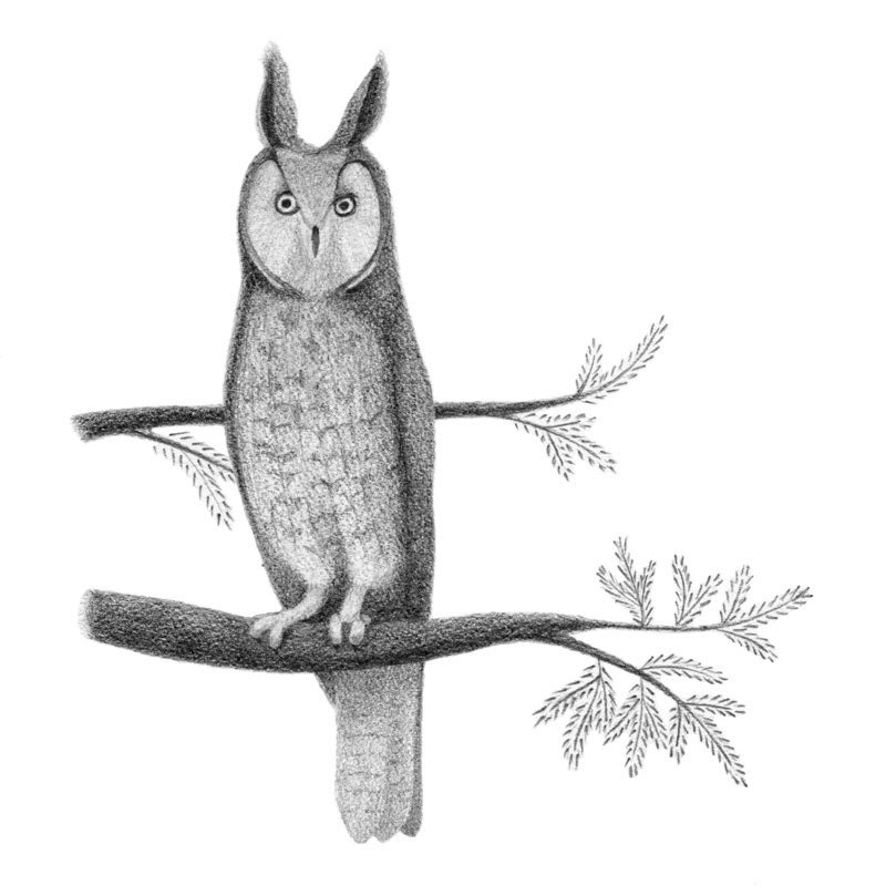 Long-eared Owl - 4x6 fine art print - Owl art