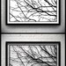 FRAMED Tree Branches Handmade Original Papercut: Hand-Cut Paper Art Silhouette - 20.28 x 11.81 inches (51.5 x 30 cm)