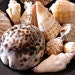 seashellsupply