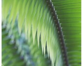 Nature Photography  - Green - Jade -  Fine Art Photograph - Plant - Green Leaves - Alicia Bock