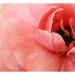 Ranunculus - Photography - Flower Photograph - Nature Photography - Pink  - La Fleur -  Spring - Original Fine Art Photograph