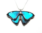 RESERVED - Heather's Necklace - Blue Morpho Butterfly Necklace - Real Butterfly