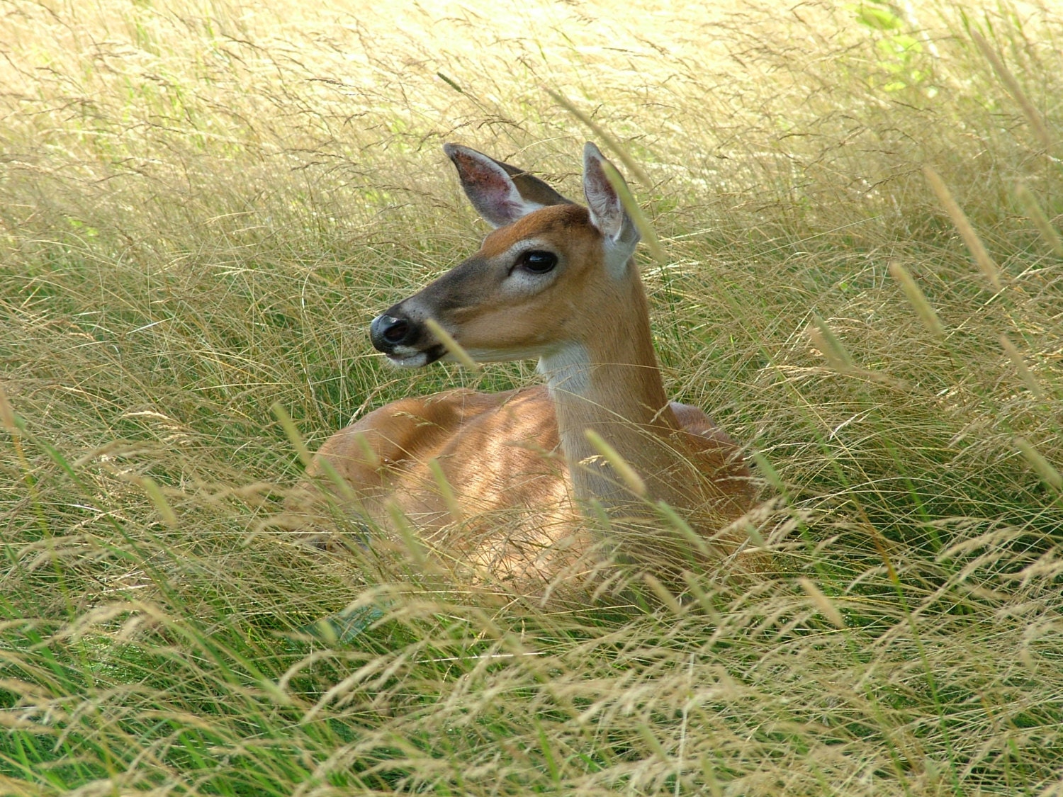 Deer in the Meadow Fine Art Photo Print