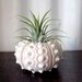 large pineapple // air plant tillandsia // sea urchin terrarium