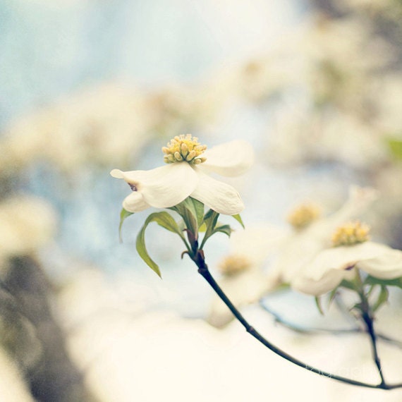 spring flower photography white home decor landscape photograph blue decor Dogwoods no 1 8x8 - eireanneilis