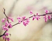 flower photograph nature photography  pink home decor spring wall art tree branch landscape art Redbud Tree no 2 8x10