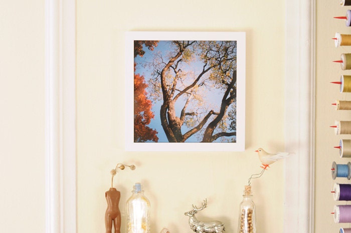 Diana Mini Film Photograph - Twisted Branches - 8x8" Print