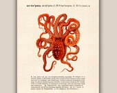 Common Octopus Print, LARGE SIZE 11'X14',  Vintage octopus image print, Dictionary text Nautical art,  Coastal Living, beach cottage decor