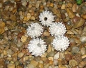 3 matte white Sea Urchin beads porcelain ceramic beads for necklace or jewelry creations - by Earth N Elements Pottery