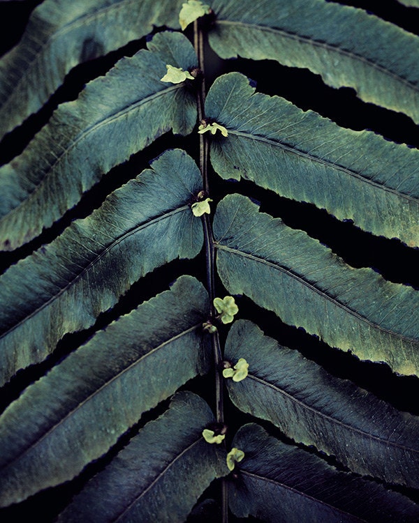 Nature Photography, Plant Leaves in Blue Green Teal, Botanical Spring Photograph, Garden, Home Decor - What Plants Know