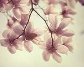 Spring Sunshine - Flower Photography, Easter Pastel, Magnolia Photograph, Romantic Wall Art, Nature, Pink, Yellow