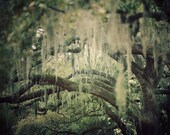 Oak Tree Photograph, Spanish Moss, Landscape Photography, Green, Spring, Branches, Savannah Georgia, Nature, Forest - Lush Life