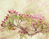 Soft Spoken - Botanical Print, Flower Photography, Cherry Blossoms, Spring Pastel, Romantic Wall Art, Nature, Pink, Yellow, Feminine, Floral