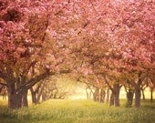 Fairytale Landscape Photography, Pastel Pink Nursery Decor, Spring Sakura Cherry Orchard Blossoms, Alice in Wonderland - The Way to There