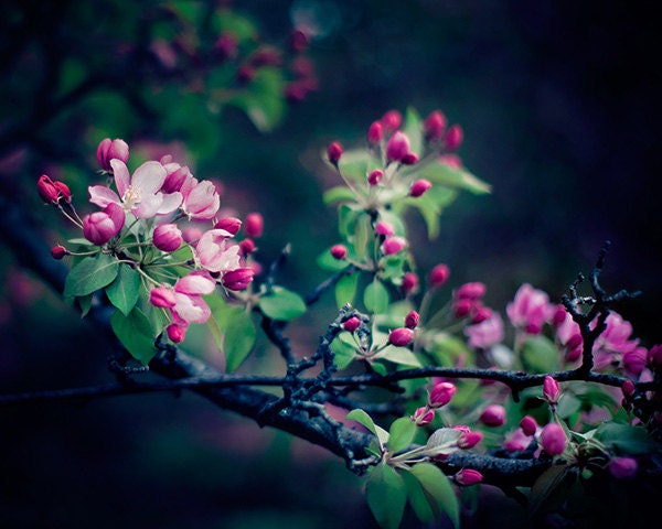 Night Sakura - Flower Photography, Botanical Print, Pink Cherry Blossoms, Spring Garden, Orchard, Tree, Nature, Mother's Day