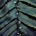 Nature Photography, Plant Leaves in Blue Green Teal, Botanical Spring Photograph, Garden, Home Decor - What Plants Know