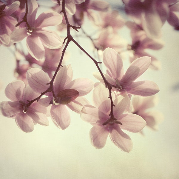 Spring Sunshine - Flower Photography, Easter Pastel, Magnolia Photograph, Romantic Wall Art, Nature, Pink, Yellow