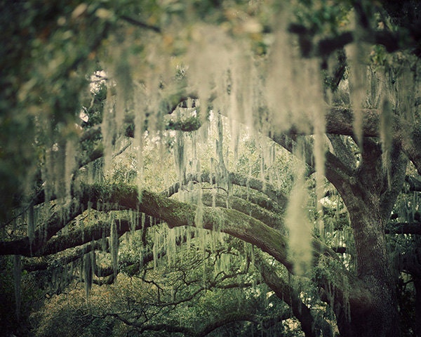 Oak Tree Photograph, Spanish Moss, Landscape Photography, Green, Spring, Branches, Savannah Georgia, Nature, Forest - Lush Life