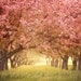 Fairytale Landscape Photography, Pastel Pink Nursery Decor, Spring Sakura Cherry Orchard Blossoms, Alice in Wonderland - The Way to There