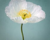 Flower Photography Print, Poppy Wall Art, White Flower, Teal, Aqua, Grey Jade, Turquoise, Still Life Photography, Fine Art Photo, Wall Decor