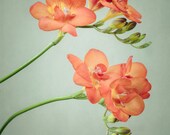 Floral Art Print, Still Life Photography, Modern Wall Decor, Flower Photograph, Freesia Flower Wall Art, 8x10 Art Print, Floral Wall Decor