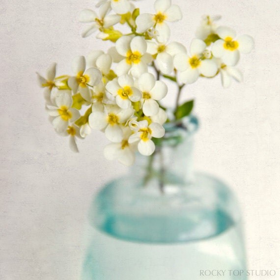 Flower Art Print, Flower Photo, Floral Photography Print, Shabby Chic Wall Art, Home Decor, "Yellow Rock Cress"