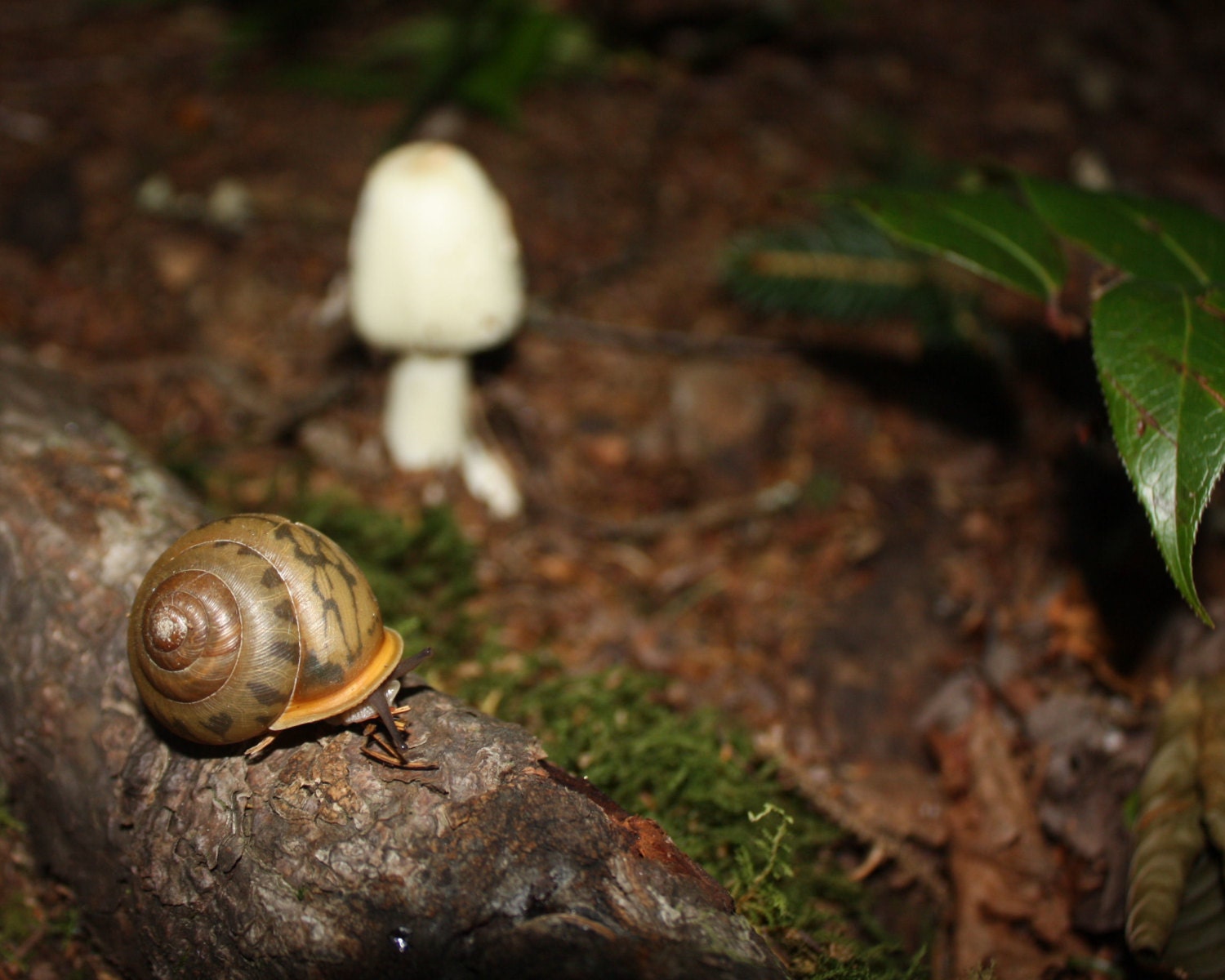 Snail Fine Art Photography Print 8x10