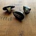 Orthoceras Ring