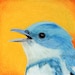 Cerulean Warbler by Daniel
