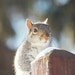 squirrel picture, Boy nursery decor, animal photography, nursery wall art, cute animal photo - His Honour, Judge C. Squirrel 5x7