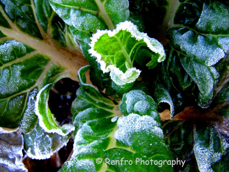 Winter Chard - Fine Art Print - Nature Photography - Home Decor - Wall Art - Garden Art - Kitchen Art  - 8x10 image
