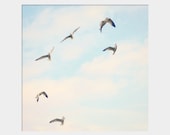Seagull Spiral: fine art photograph print with coastal birds and sky (pale pastel blue, white, peaceful, serene, calm, soft)