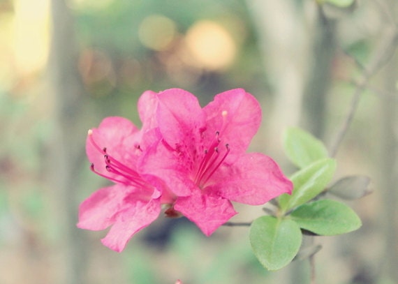 Azaleas: a floral macro fine art photograph print of magenta pink flower blooms and mint green leaves  (outdoor spring nature bokeh)