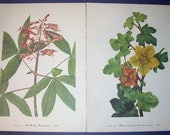 Set of 4 Vintage 1953 Color Prints  Wild Flowers of America Bookplates
