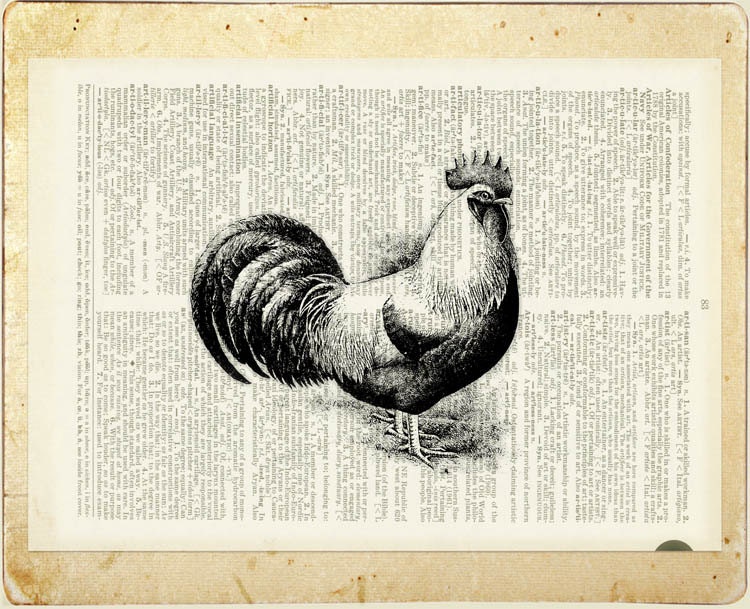 rooster - vintage rooster artwork printed on page from old dictionary