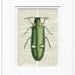 beetle - sweet wood beetle - printed on page from vintage dictionary